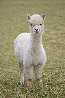 Quality: Alpacas - are native to Peru and have been domesticated
