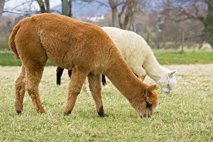 Quality: Alpacas - are native to Peru and have been domesticated