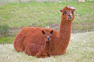 Quality: Alpacas - are native to Peru and have been domesticated