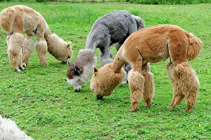 Shearing: Alpacas (Vicugna pacos), alpaca breeding, Schwaebisch