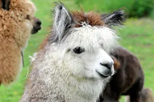 Camels: Alpacas (Vicugna pacos), alpaca breeding, Schwaebisch