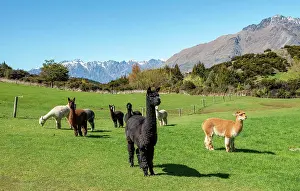 Alpaca: Alpacas (Vicugna pacos) on a pasture, near Queenstown