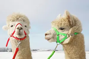 Alpaca: Alpacas (Vicugna pacos) in winter in the snow, animal