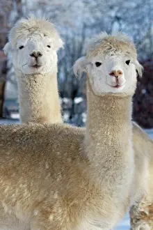 Alpaca: Alpacas (Vicugna pacos) in winter in the snow, Schleswig-Hol