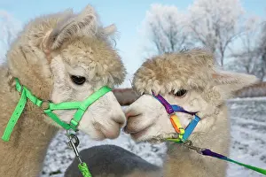 Alpaca: Alpacas (Vicugna pacos) in winter in the snow, Schleswig-Hol