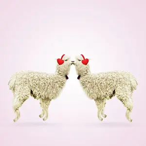 Muffs: Two Alpacas wearing heart shaped ear-muffs