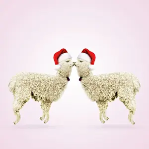 290621: Two Alpacas wearing red Christmas Santa hats