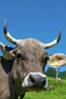 Bovines: Alpe Ornach, Bolsterlanger Horn, Hoernerdoerfer