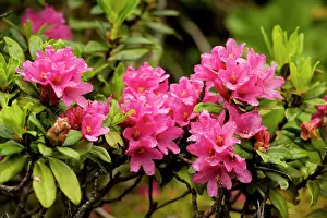 Alpenrose: Alpenrose