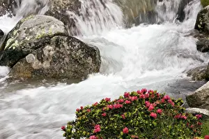 Alpenrose: Alpenrose - in flower by an alpine stream
