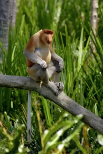Penis: Alpha'-male Proboscis monkey aggressive display