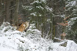 Vision: Alpha pair of a pack of European Wolves (Canis lupus)