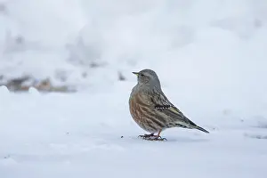 Aosta: Alpine Accentor 03