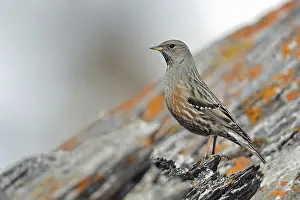 Typical: Alpine accentor (Prunella collaris) sits on a rock covered with red lichen in the high Alps