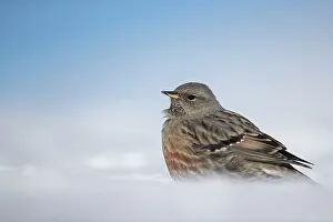 Alpi: Alpine accentor (Prunella collaris) in the snow