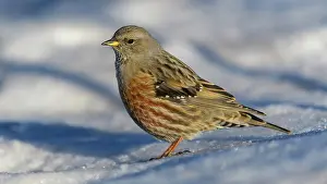 Canton: Alpine Accentor (Prunella collaris), on snow, Valais
