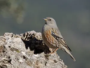 Valencia: Alpine Accentor Prunella collaris Valencia, Spain BI035268