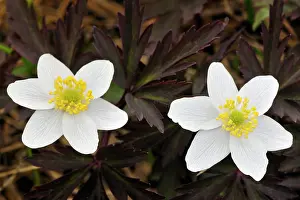 Stems: Alpine Anemone