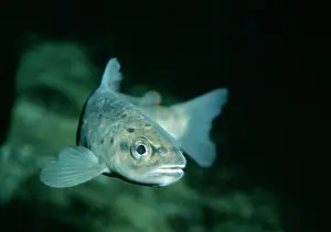 Alpinus: Alpine / Arctic Char