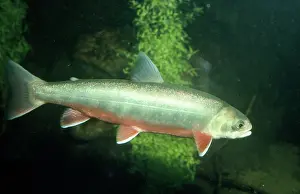 Alpinus: Alpine / Arctic Char