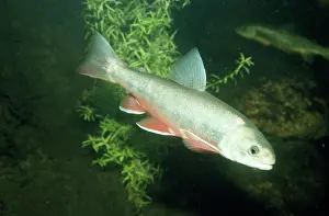 Alpinus: Alpine / Arctic Char