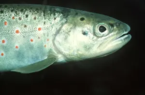 Char: ALPINE / ARCTIC CHAR