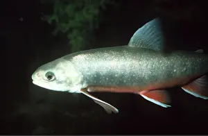 Char: Alpine / Arctic Char