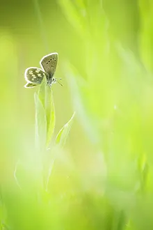 Argus: Alpine Argus (Plebejus orbitulus) - Province of