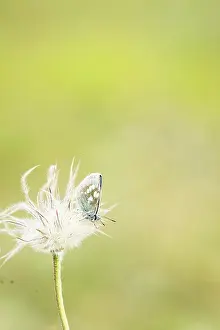 Argus: Alpine Argus (Plebejus orbitulus) - Province of