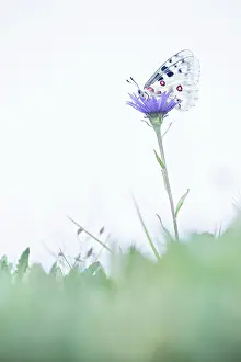 Parnassius: Alpine Aster