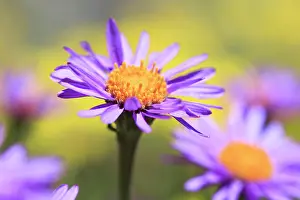 Aster: Alpine aster (Aster alpinus), Switzerland, Europe