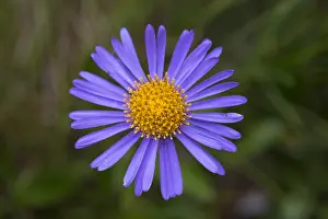 Asteridae: Alpine Aster, Blue Alpine Daisy - single flower