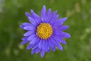 181218: Alpine Aster, Blue Alpine Daisy - single flower