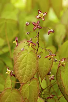 Alpinum: Alpine barrenwort