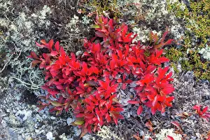 Ericaceous: Alpine Bearberry