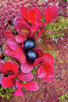 Berry: Alpine Bearberry