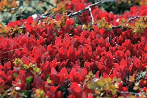 Bearberries: Alpine Bearberry - in autumn colour