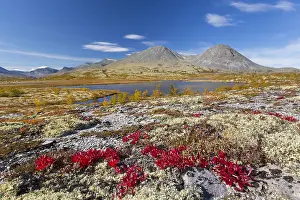 Reindeer: Alpine bearberry and reindeer lichen on the tundra