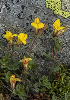 Trefoil: alpine bird's-foot trefoil, Lotus alpinus, in flower