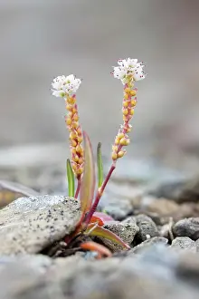 Herbaceous: Alpine Bistort