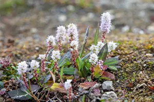 Herbaceous: Alpine Bistort