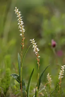 Bistort: Alpine bistort in flower, with bulbils below flowers
