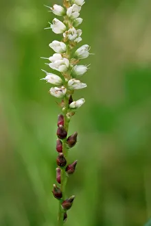 Bistort: Alpine bistort in flower, with bulbils below flowers