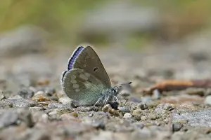 Aosta: Alpine Blue