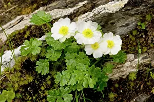 Alpestris: Alpine Buttercup - in flower