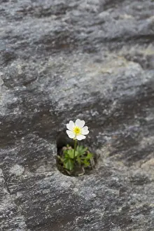 181218: Alpine Buttercup - flowering plant - Hohe Tauern