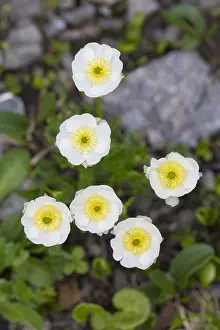 181218: Alpine Buttercup - flowering plants - Hohe Tauern