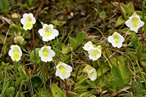 Butterwort: Alpine butterwort - Pinguicula alpina in flower