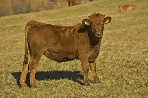 Beef: Alpine Calf