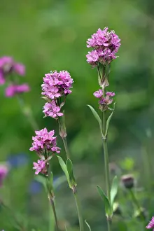 Catchfly: Alpine catchfly